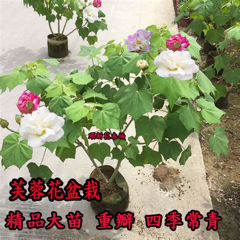 芙蓉盆栽|盆栽芙蓉花的养殖方法